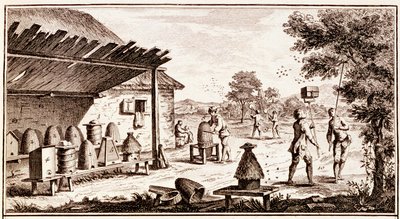 Beekeeping, from Dictionary of Sciences (detail) by Denis Diderot